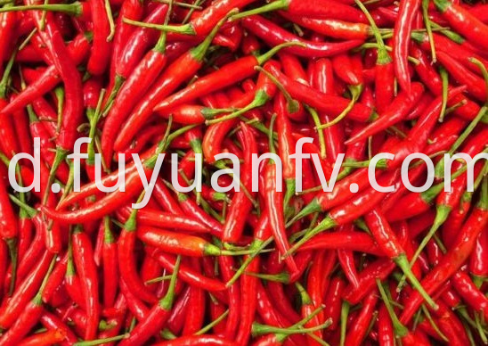 Chaotian Chili 3